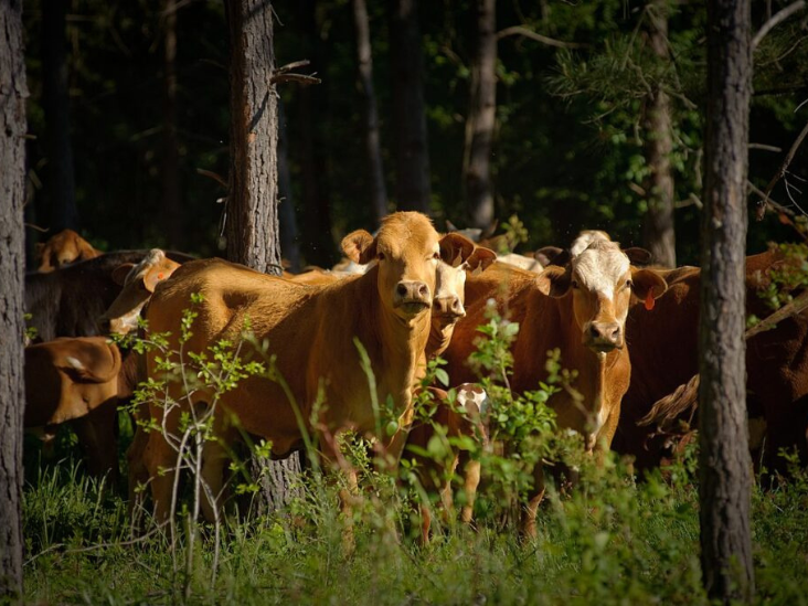 Protection of animals and plants (animal welfare and agroforestry).